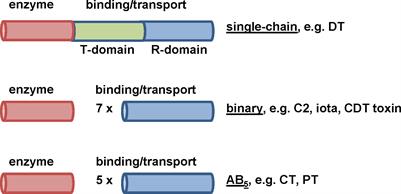 Requirement of Peptidyl-Prolyl Cis/Trans isomerases and chaperones for cellular uptake of bacterial AB-type toxins